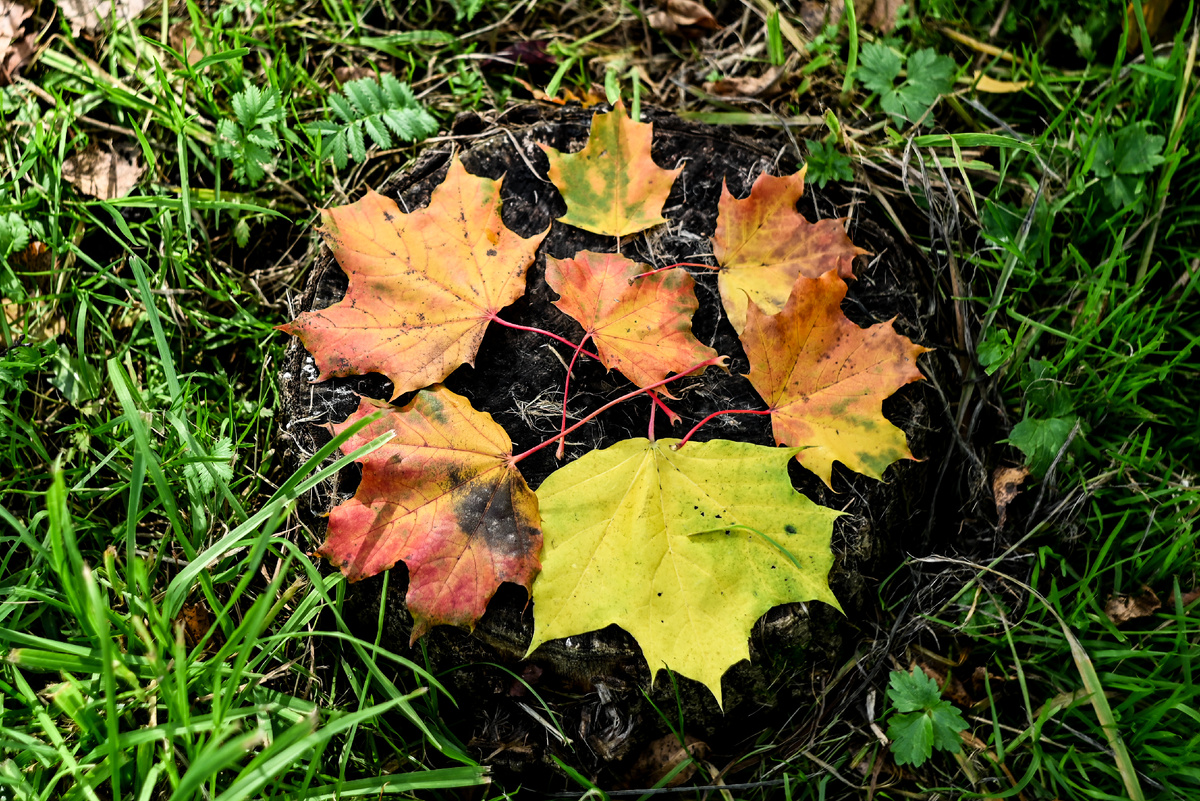 Фото сделано автором статьи
