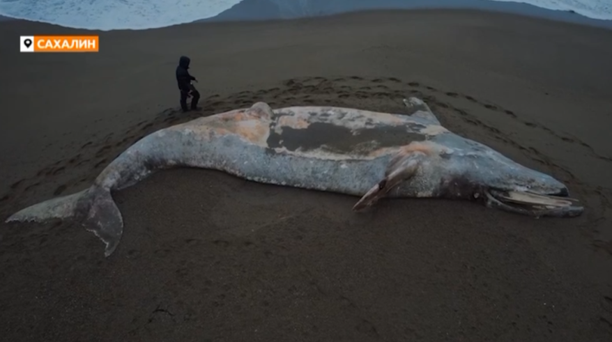    Источник фото: Amur Mash