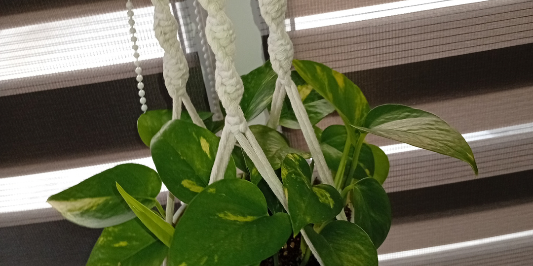 Мой опыт выращивания пышного эпипремнума