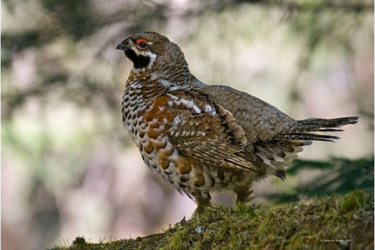 Фото с сайта: https://pofoto.club/17061-samec-rjabchika-61-foto.html