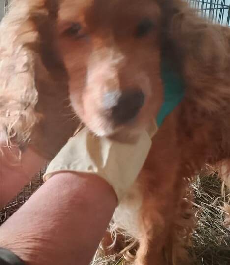 Но в нашей бочке меда есть ложка дегтя, у нас в приюте всё закончилось и корм и дрова, заканчивается сено!