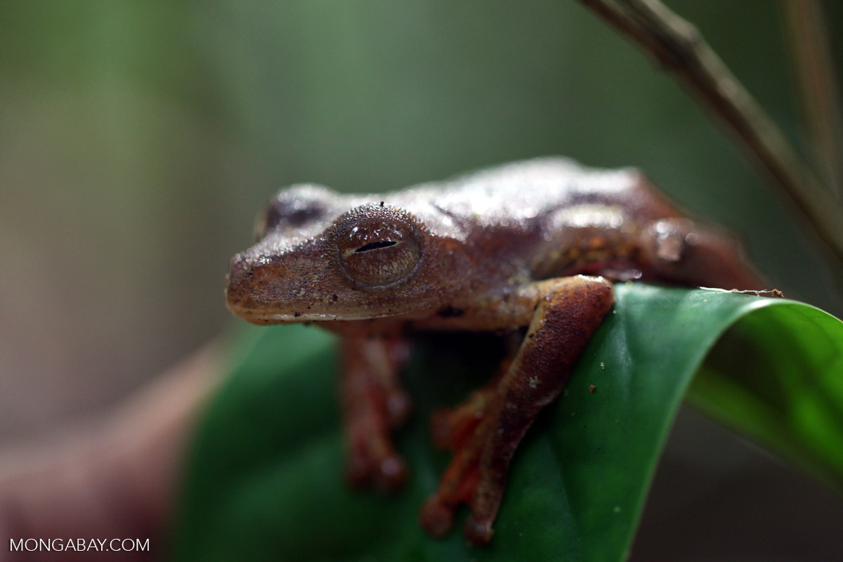 Фото с сайта: https://mavink.com/post/0C89F121C4CC3C9DBDA6E410DB77A33D98AM213C9E/amphibia-yunnan
