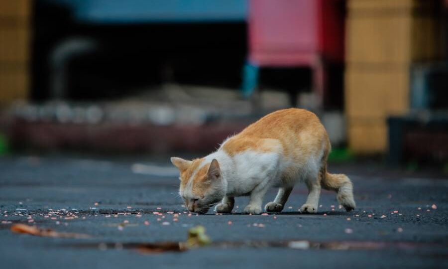 Бездомные кошки в вашем дворе: кормить или нет – разбираем законы и риски