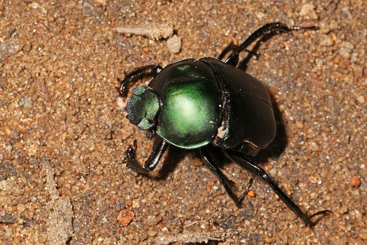 Фото с сайта: https://commons.wikimedia.org/wiki/File:Green_Dung_Beetle_-_Garreta_nitens,_Gorongosa_National_Park,_Mozambique_(43146074242).jpg
