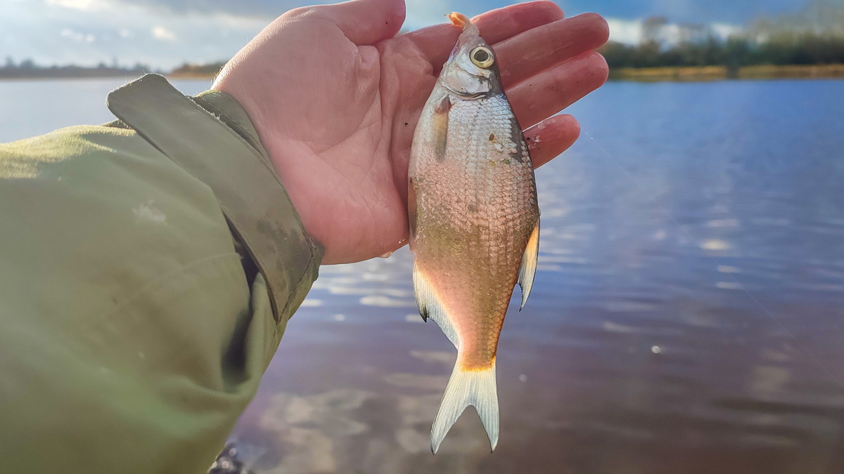 Вторая попытка разловить осенний волхов (04.11.2025)