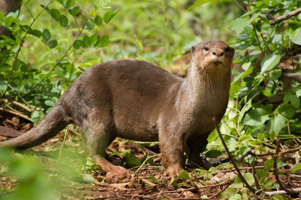 Фото с сайта: https://news.mongabay.com/2019/02/the-odor-side-of-otters-tech-reveals-species-adaptations-to-human-activity/