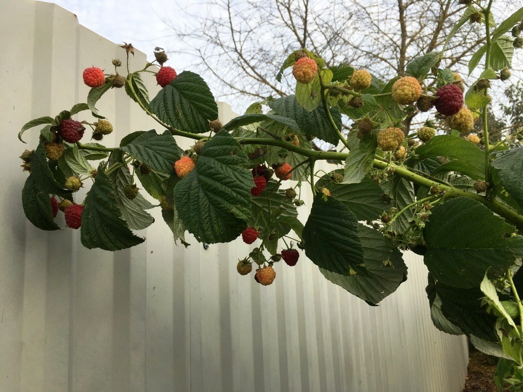 Такое видели многие владельцы ремонтантной малины. А сезон уже закончился, с деревьев листья облетели...