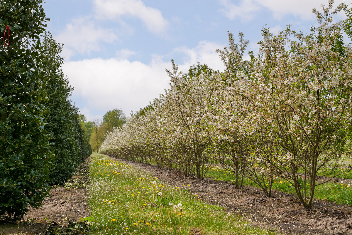Фото: промышленный яблоневый сад