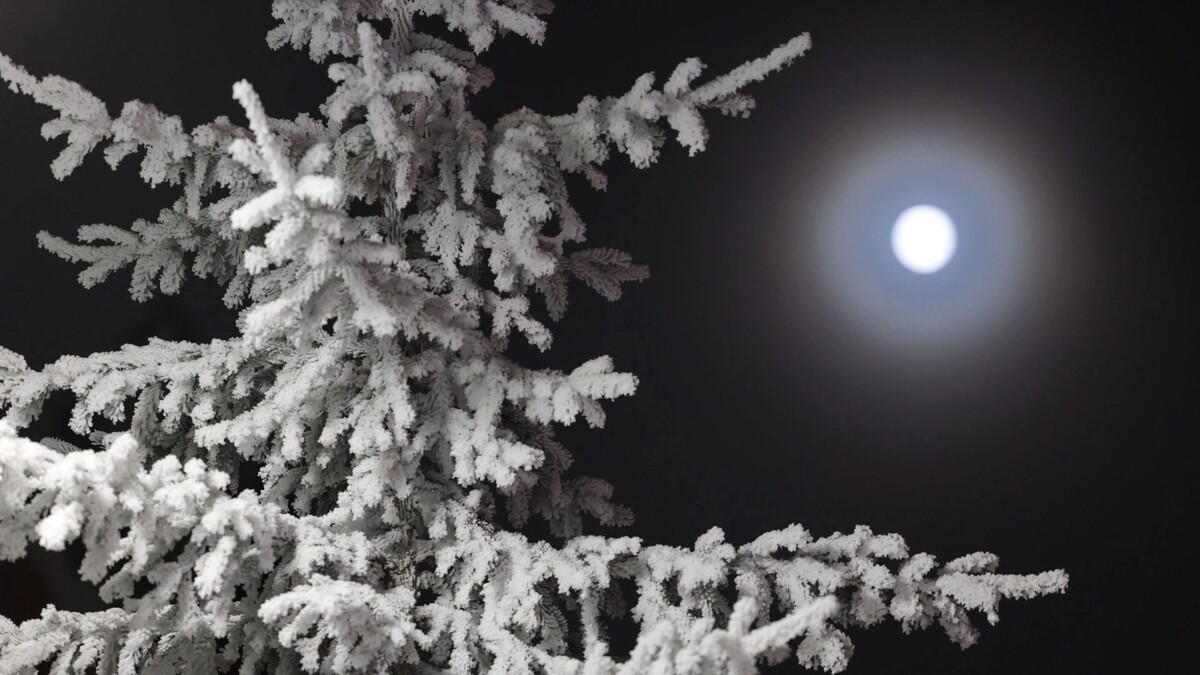    Фото: Андрей Ткачев / «Ямал-Медиа»