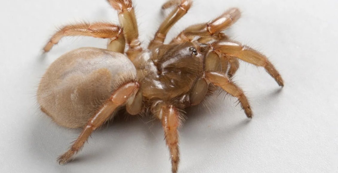    Фото: Эмма Йохим / UC Davis