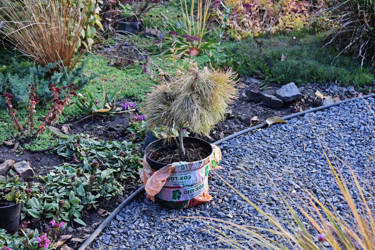 Такой сосна "Луи" приехала ко мне. С другой стороны еще была зеленая хвоя. А с фотографируемой - почти вся тусклая.
