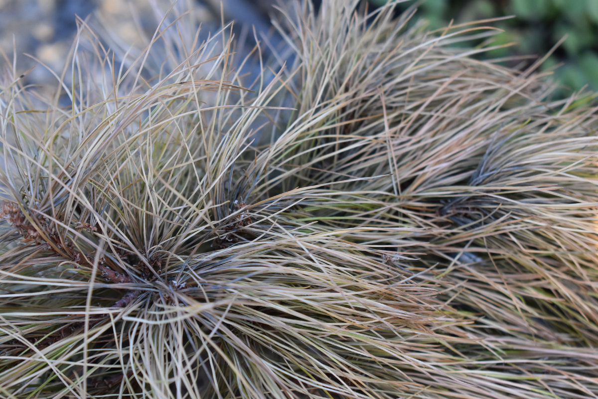 Хвоя умирающей сосны поближе