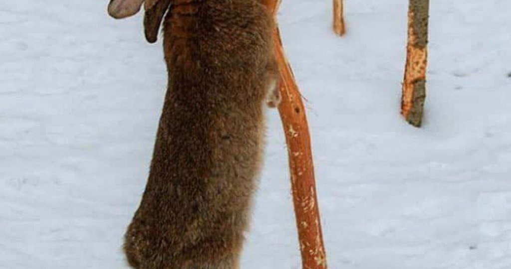 Защита молодых деревьев в саду от грызунов