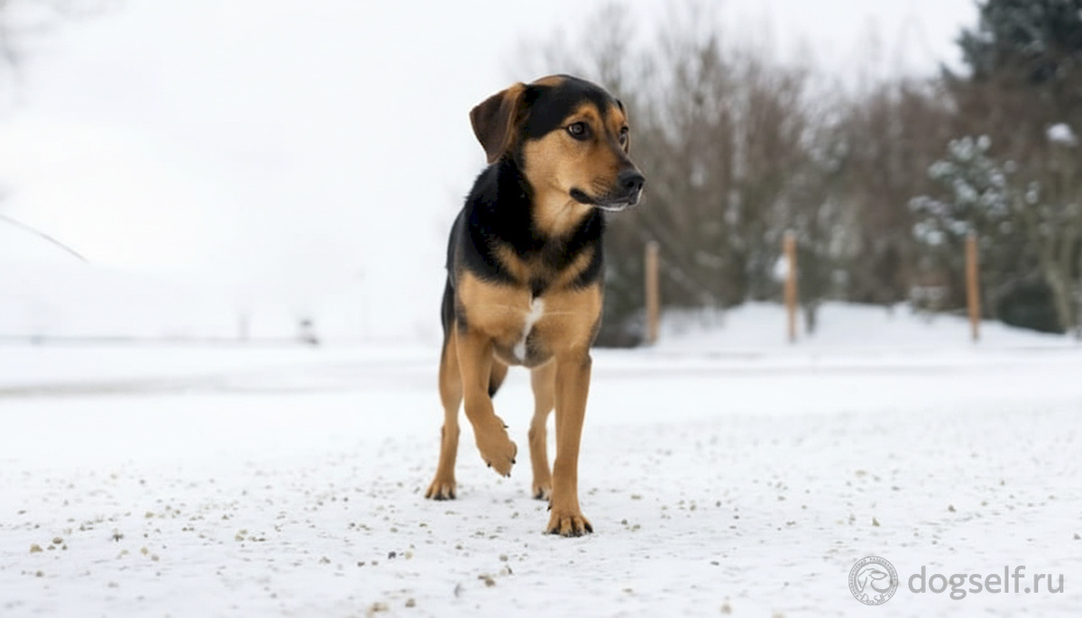 Собака поджимает замёрзшую лапу на прогулке в холод – первый признак дискомфорта от мороза, который владельцы часто пропускают. Если пёс уже дрожит, значит, вы опоздали с реакцией: началась лёгкая гипотермия. Важно замечать сигналы раньше. | Изображение: DogSelf