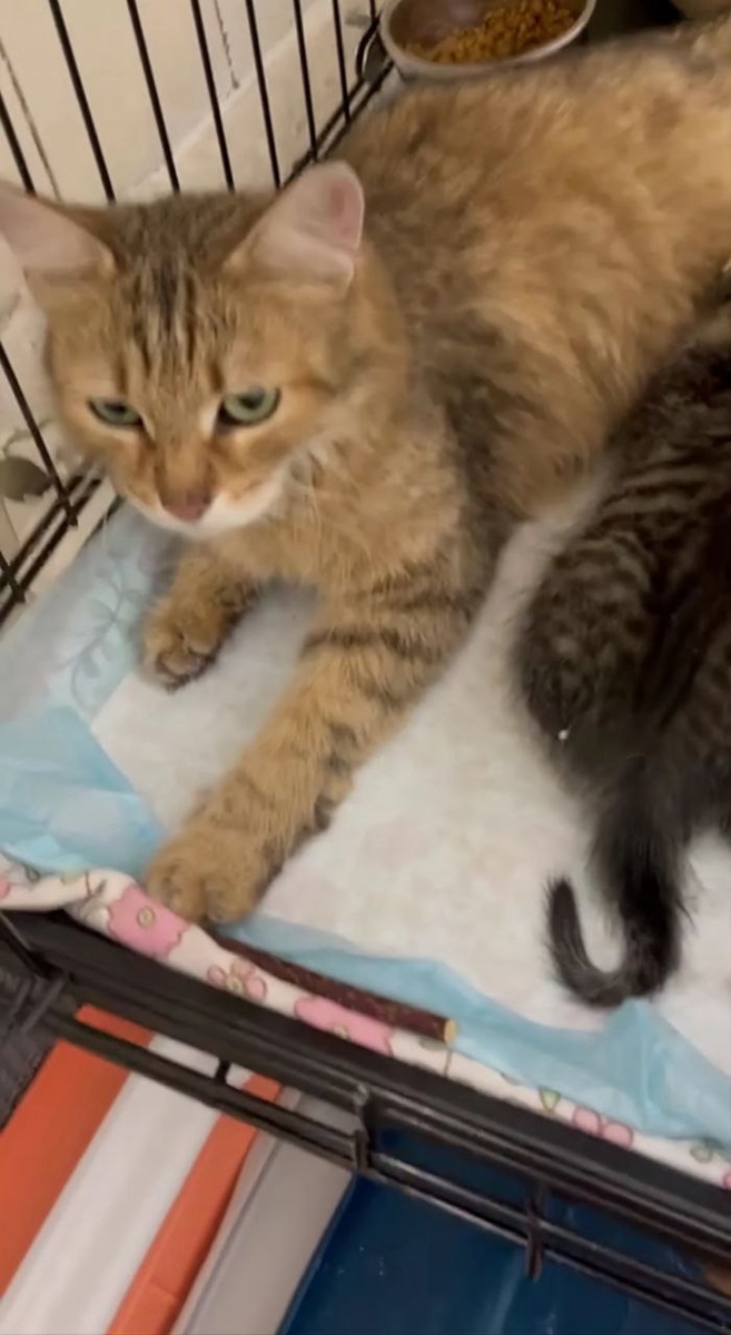 Майя с детишками уже в приюте