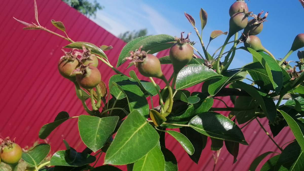 Результат через месяц: обе груши перезимовали нормально.