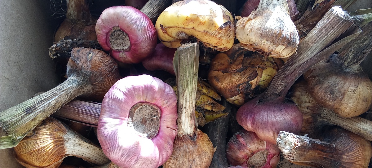 Мой гладиолусы .