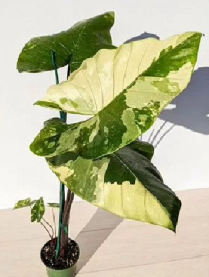 Блэк Стэм вар