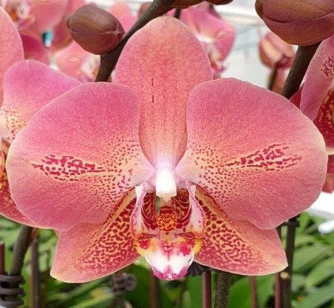 Леко Фантастика