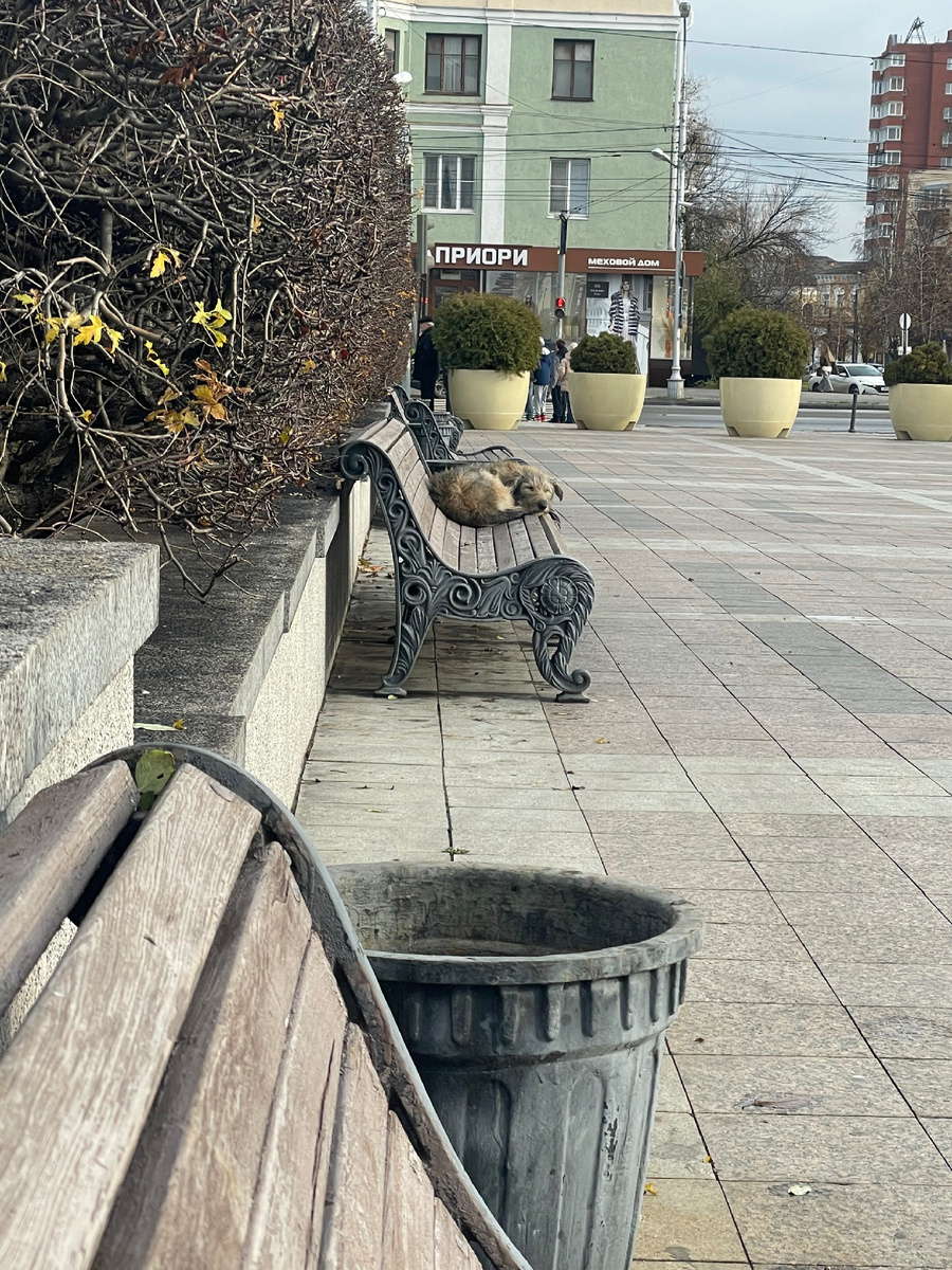 Фото с прогулки. Нашли собачку?😊