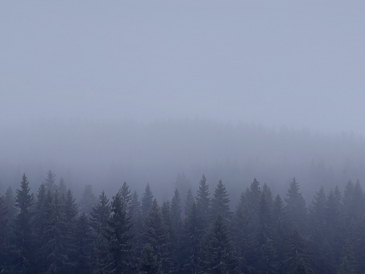 Приносит спокойствие и умиротворение. Фото автора. →