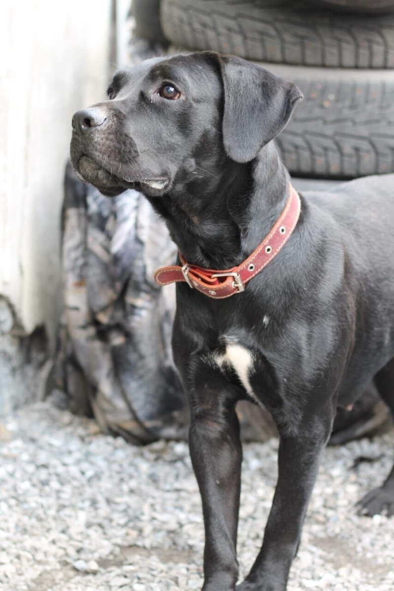 Багира - слепая, глухая, но живая вопреки всему