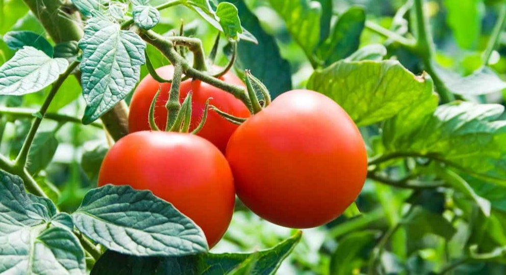 Выращиваю ранние томаты без мучений с рассадой. 3 способа есть помидоры в июне