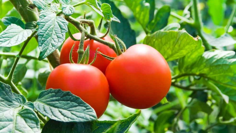 Мои томаты в конце июня