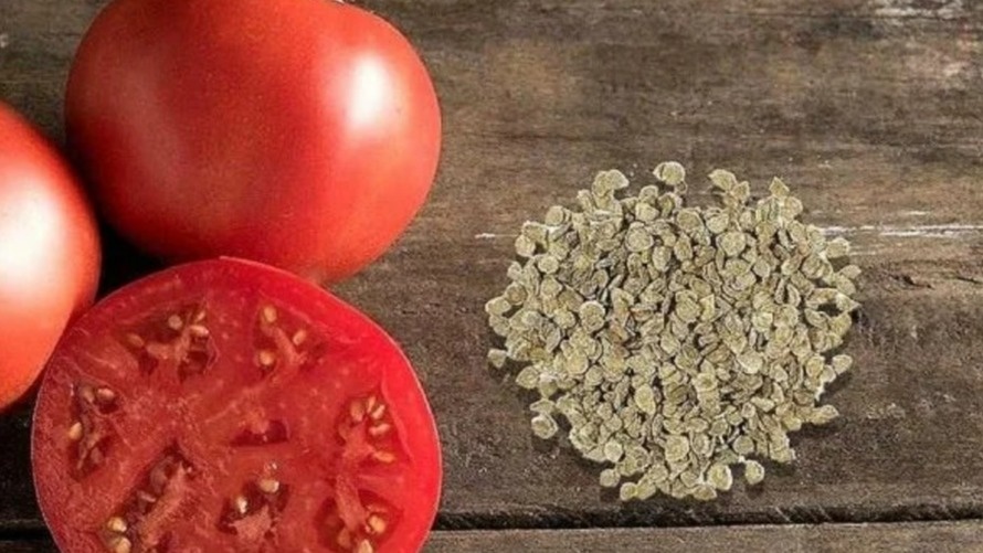 Заказываю семена проверенных ультраранних сортов в ноябре