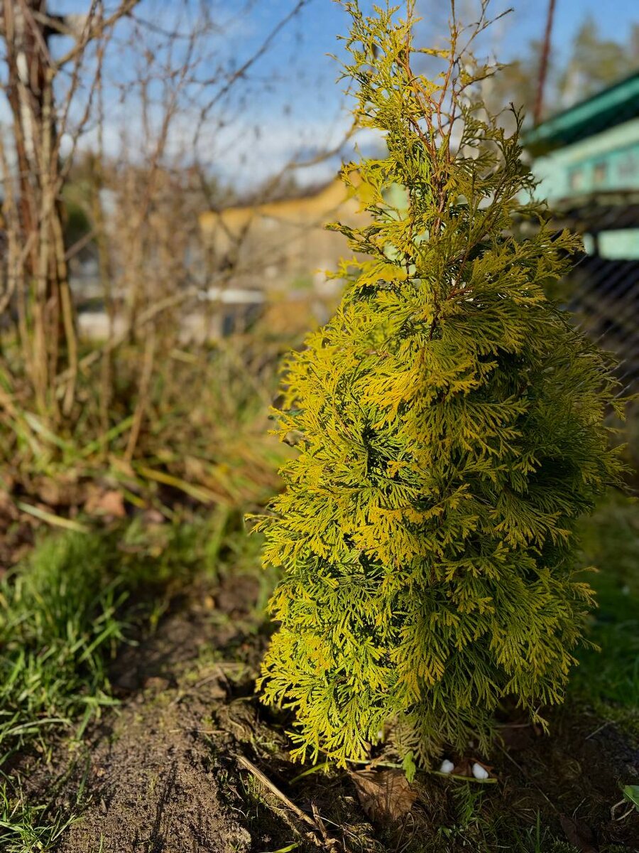 Бронзовая туя «Голден Энн» готовится к зиме 