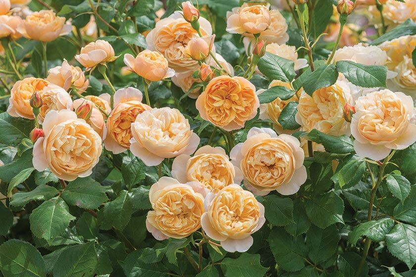 Роза английская кустовая