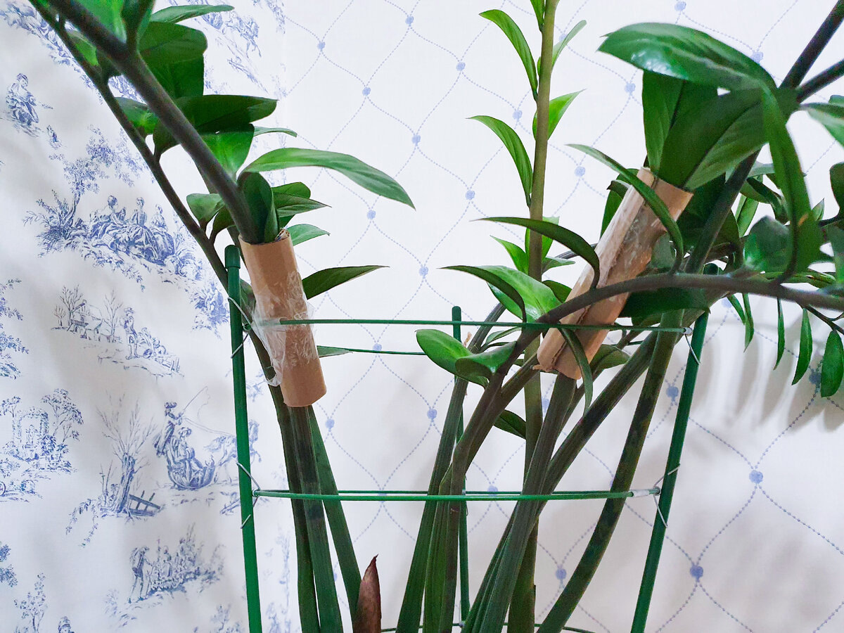 Замиокулькас разваливается? Простые и эффективные способы держать куст вертикально без подпорок