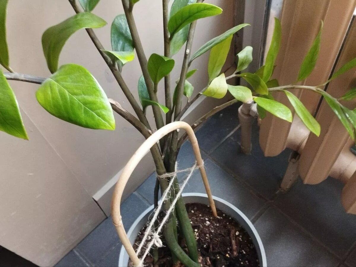 Почему замиокулькас теряет форму и не растет вертикально