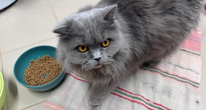    Не только из-за еды: почему кошки будят хозяев по утрам - должен знать каждый владелец