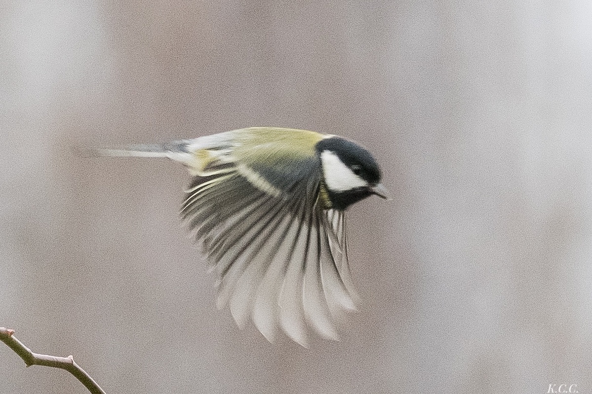 Большая синица, фото автора