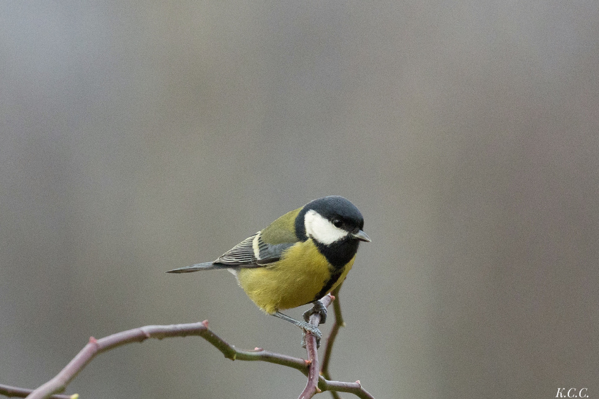 Большая синица, фото автора
