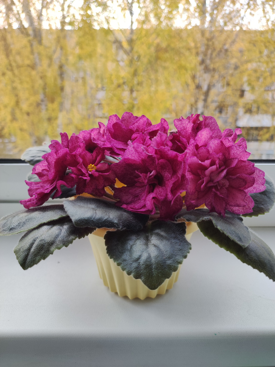 Ав- Роскошь 