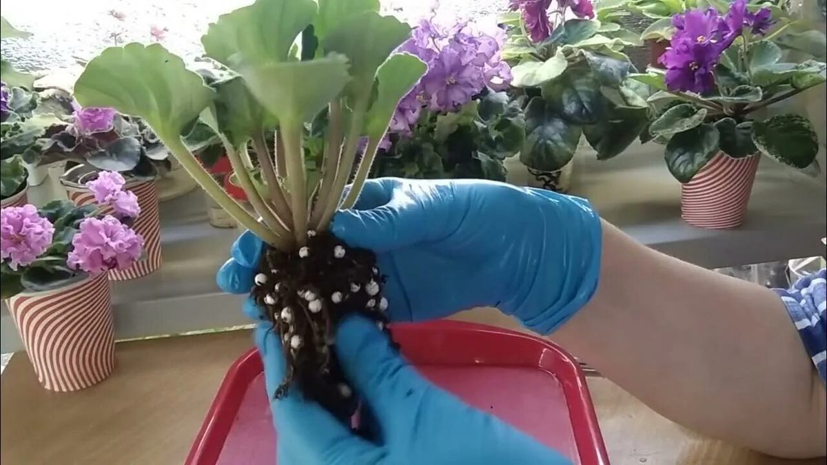 Пересадка фиалки.