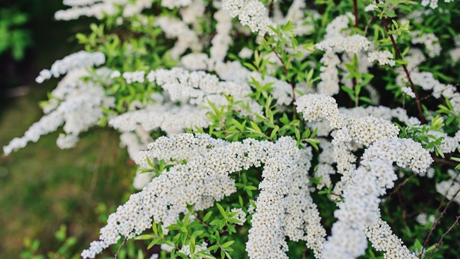 Результат правильной ноябрьской обрезки - продолжительное обильное цветение