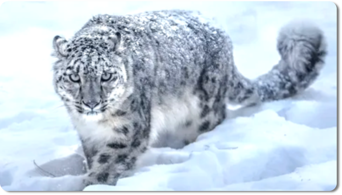 Снежный барс, или ирбис, - это не просто пушистый призрак гор, а настоящий горный ниндзя с шерстью, как снеговая шуба
