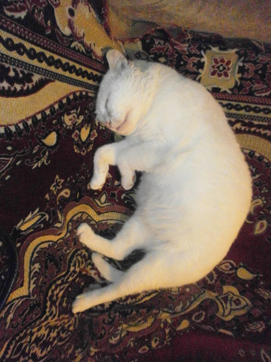 После сытного обеда....