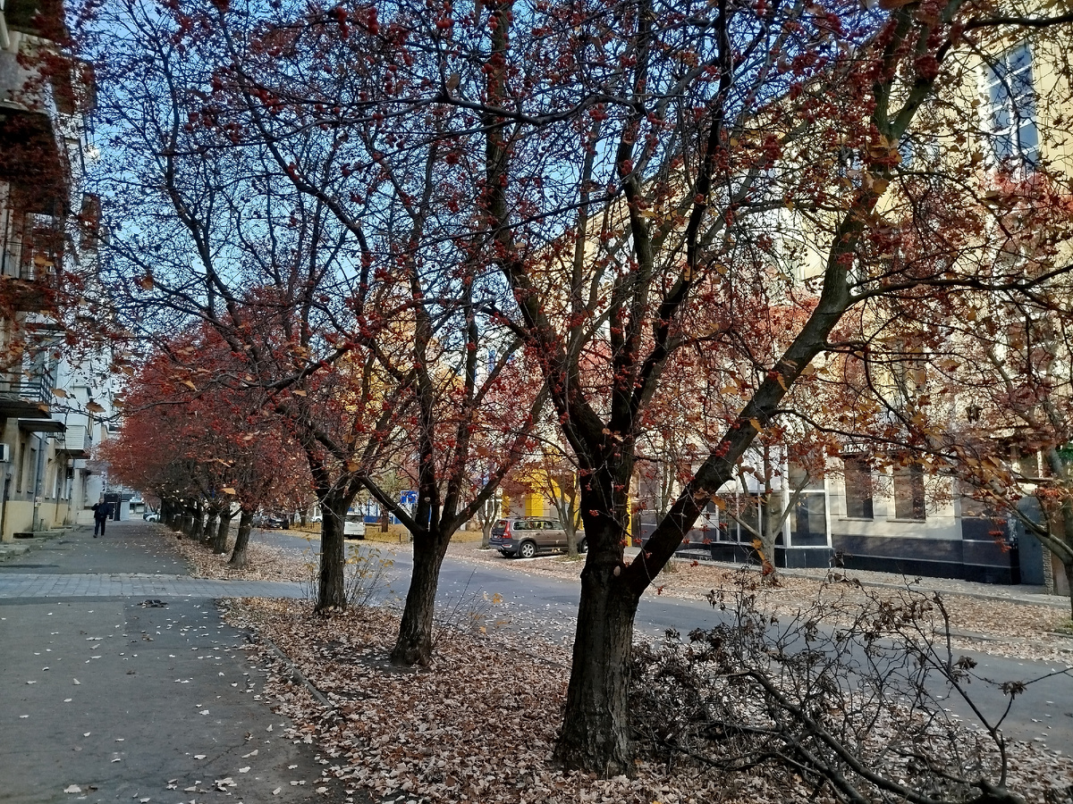 Осенняя природа в центе Донецка.