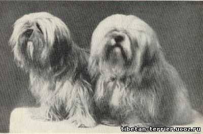 Лхасские терьеры, фотооткрытка 1934 г