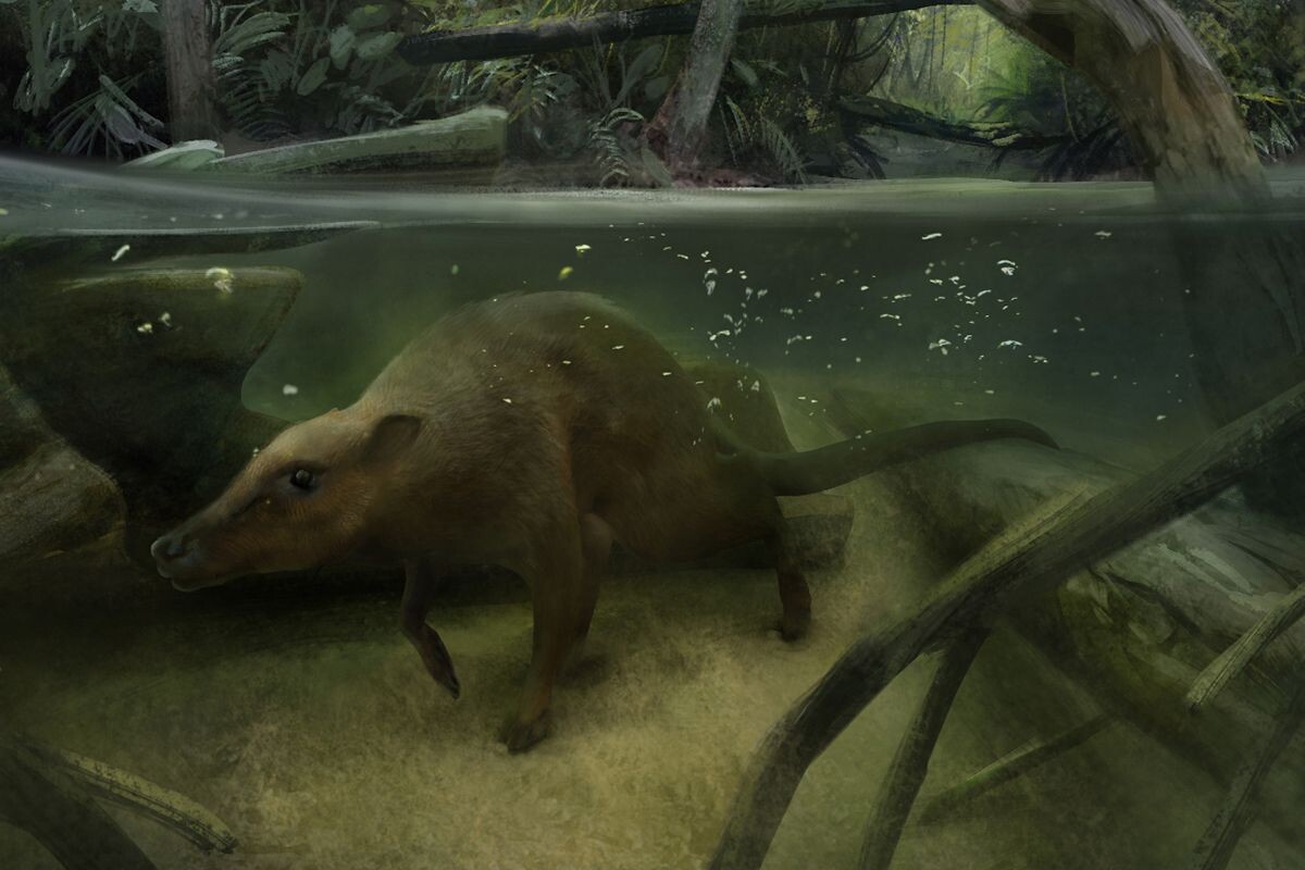 пакицет  прадед китов