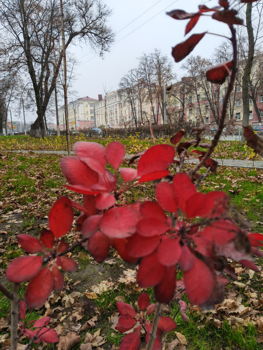 Сочетание цветов подсказывает осень. Все фото мои.