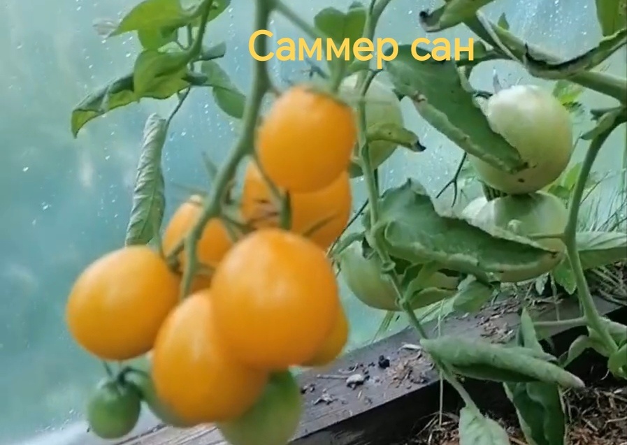 Саммер сан или Летнее солнце