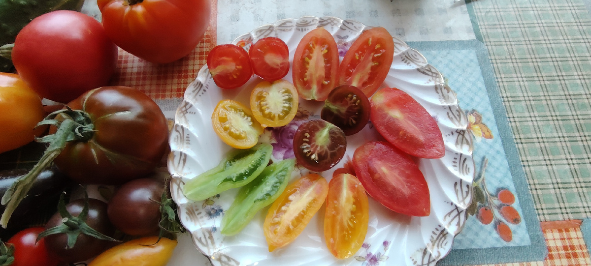 Первый сбор помидор в 2025 году