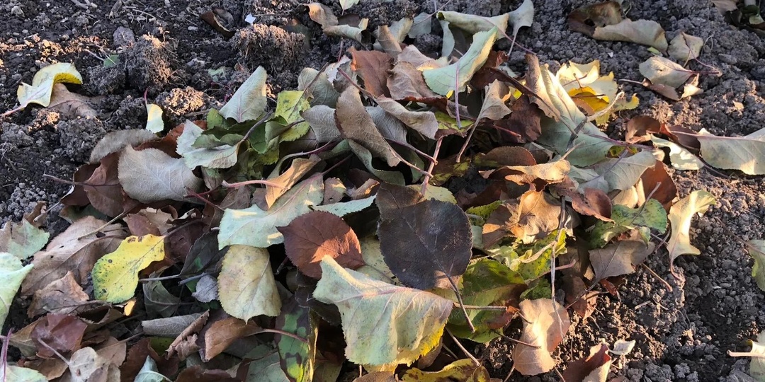 Засыпаю 2 ложки в опавшие листья и сухую траву, получается супер удобрение за 15 рублей. Перегной больше не нужен