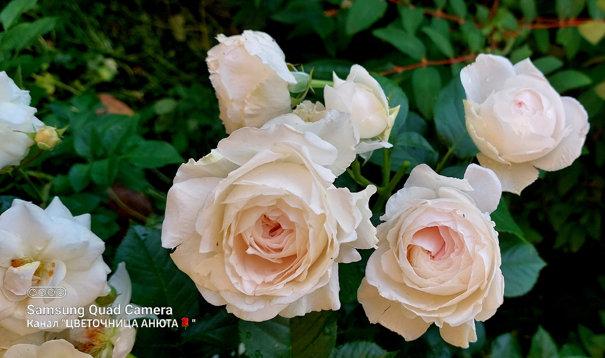 Герцогиня Кристиана. Флорибунда