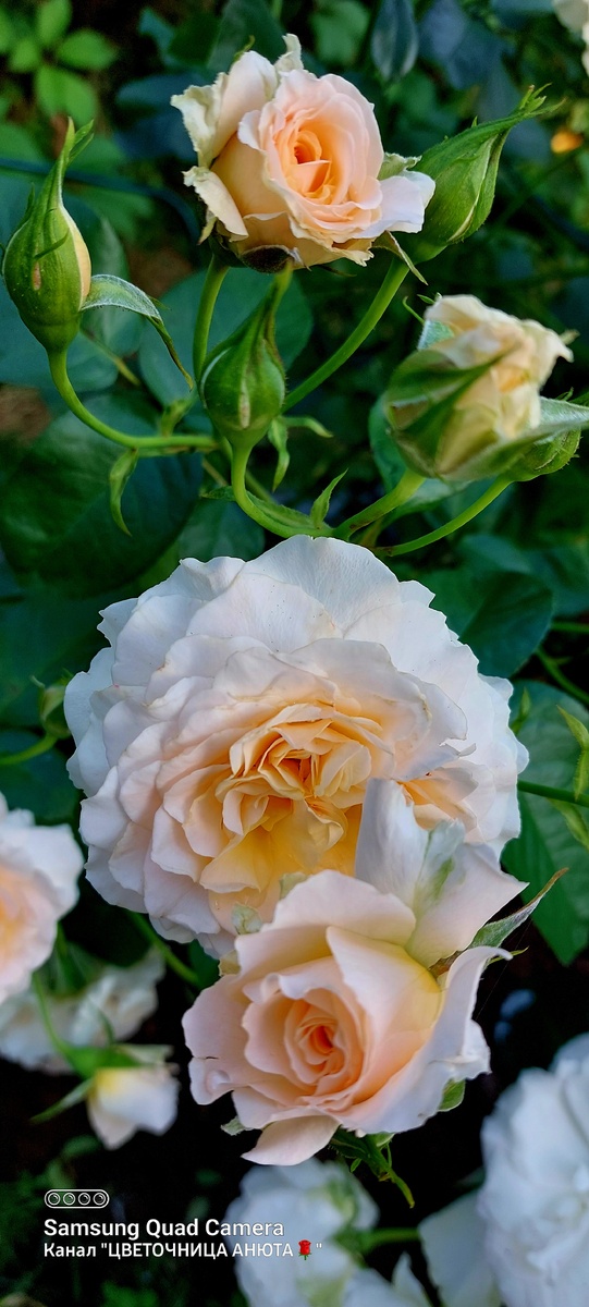 Маджори Маршал. Шраб